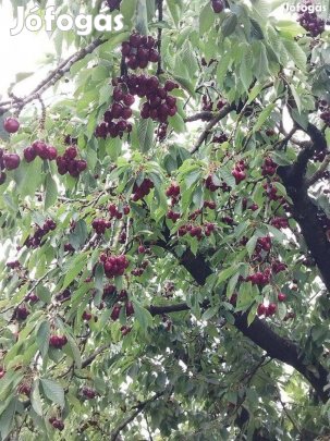 Gyümölcsös az osztrák határ közelében Szombathely határától 300.M.-re