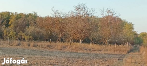 Gyümölcsös eladó 