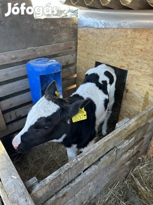 HF bika borjú eladó Gárdonyban