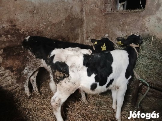 HF bikaborjú eladó