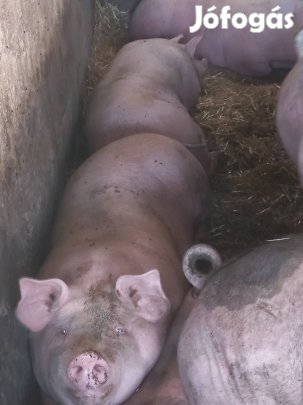 Hzó eladó Fegyverneken 