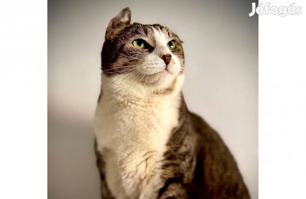 Ha nyugodt cicára vágysz, fogadd örökbe a Zen nagymestert ingyen