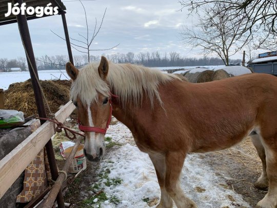 Haflingi kanca 9 éves