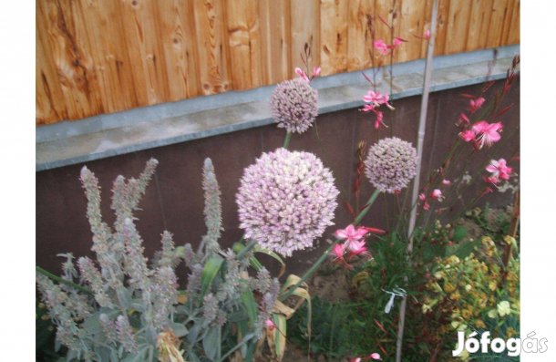 Hagyma virág gumók eladóak