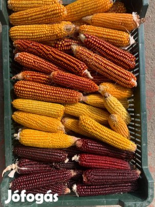 Hagyományos kukoricavetőmag eladó