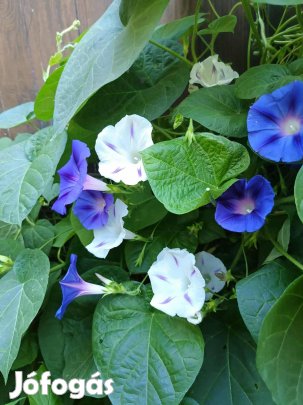 Hajnalkavirágmag Nagyvirágú Hajnalka