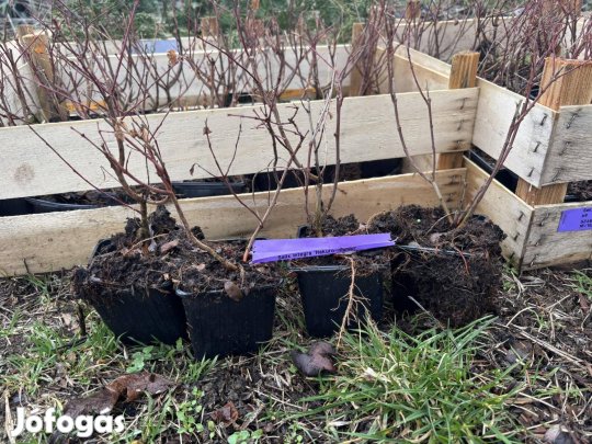 Hakuro Nishiki-Japánfűz bokor