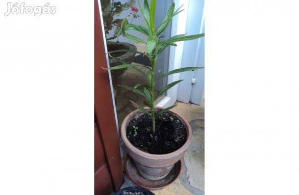 Halvány rózsaszín leandertövek (Csomagban)