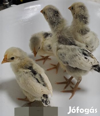 Hamburgi pettyes csibék költöznének