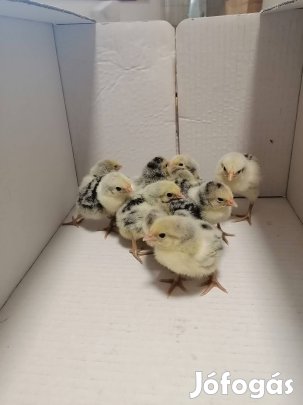 Hamburgi pettyes csirkék eladók 