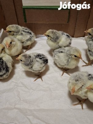 Hamburgi pettyes csirkék eladók 