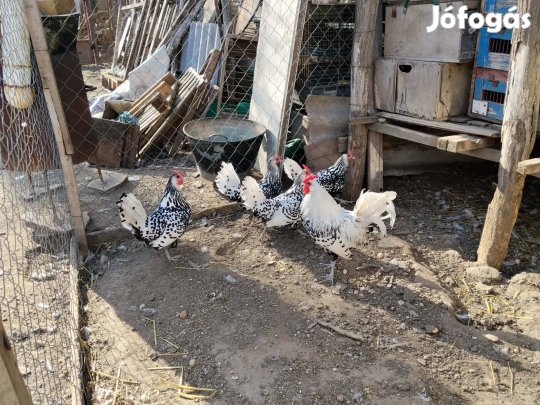 Hamburgi pöttyös tojás 