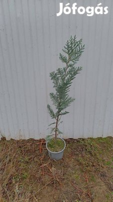Hamisciprus (columnaris) kont.eladó