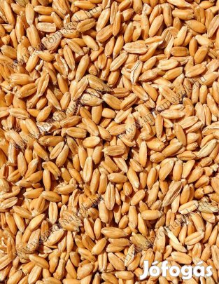 Hántolt tönkölybúza, hántolt tönköly eladó postai úton is