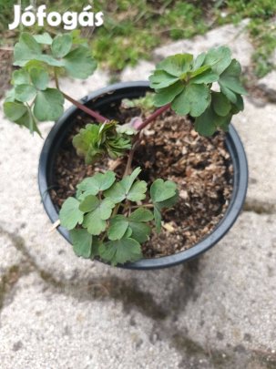 Harangláb (évelő) palánta eladó Budapesten