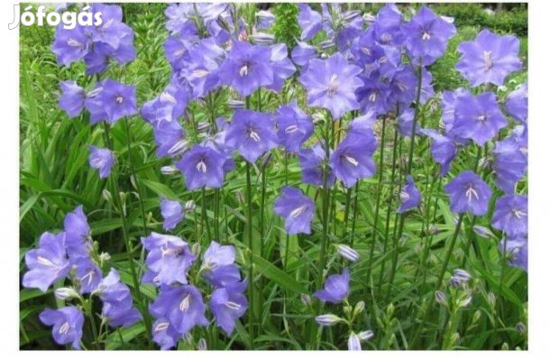 Harangvirág baracklevelű Campanula persicifolia