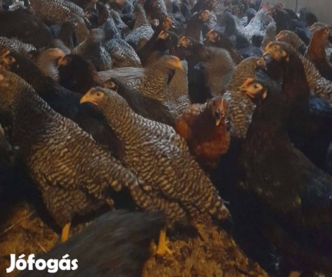 Harco és sperber jércék