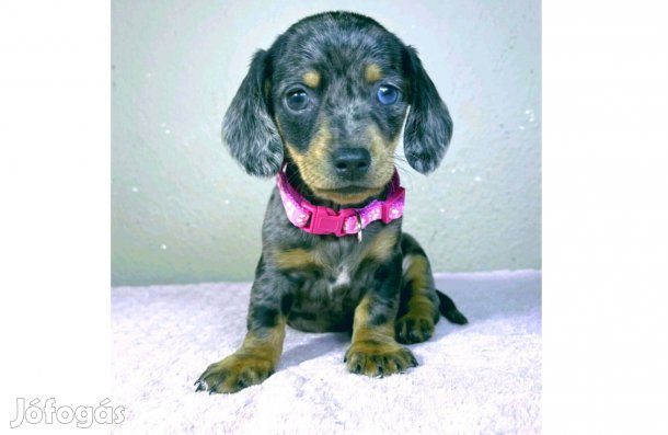 Harlekin törpe tacskó lány