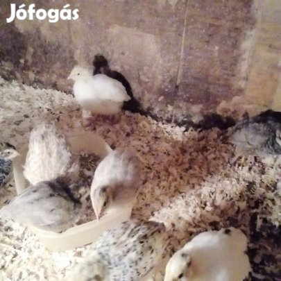 Három hetes fürjek eladók