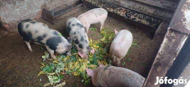 Három hónapos malacok eladók
