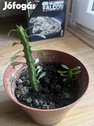 Háromélű kutya tej elado