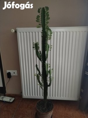 Háromélű kutyatej 100 cm magas 