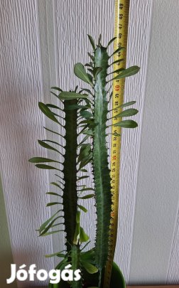 Háromélű kutyatej