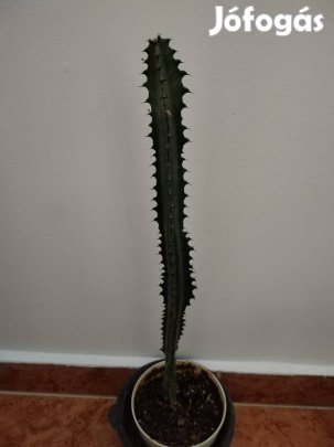 Háromélű kutyatej 