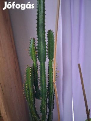 Háromélű kutyatej költözne!