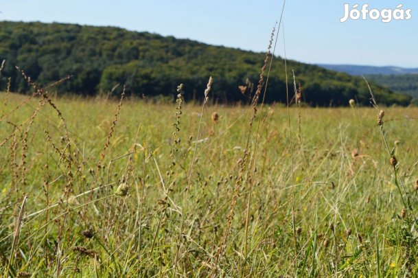 Hárskúti eladó 110000 nm-es telek