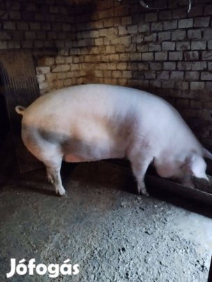 Hasas anyakoca eladó!