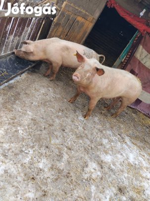 Hasas koca eladó