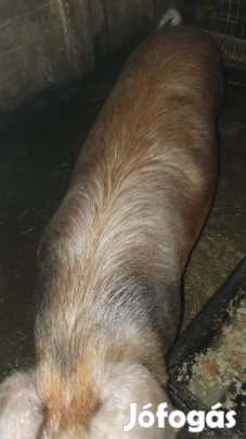 Hasas kocák eladók