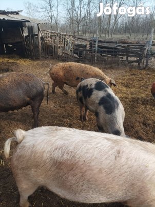 Hasas kocák költöznének.