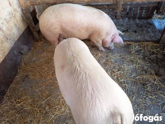 Hasított hízó eladó