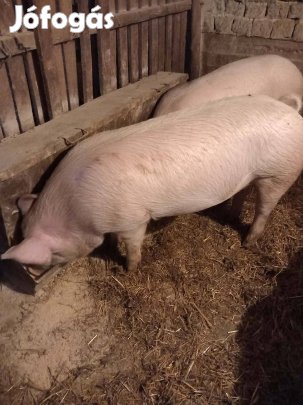 Hasított sertés eladó!