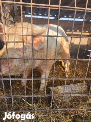 Haszon állat serés