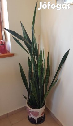Hatalmas, másfél méteres Sansevieria ( tigrislevél ) 20260327