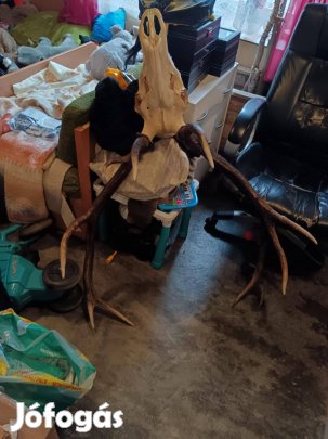 Hatalmas abnormális gím szarvas trófea csere is érdekel