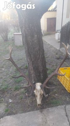 Hatalmas agancstrofea