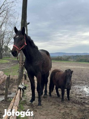 Hatalmas holsteini herélt lovacska