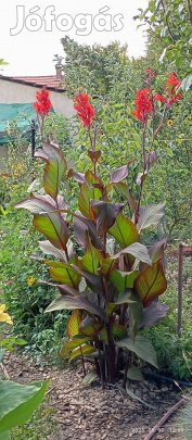 Hatalmas kánna gumó - nagy, vöröses levelű növény