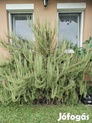 Hatalmasra növő rozmaring csemete 40cm