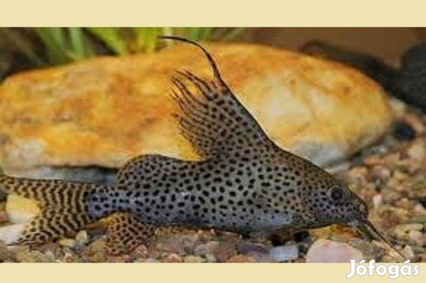 Hátonúszó harcsa Synodontis eupterus eladó vagy csere