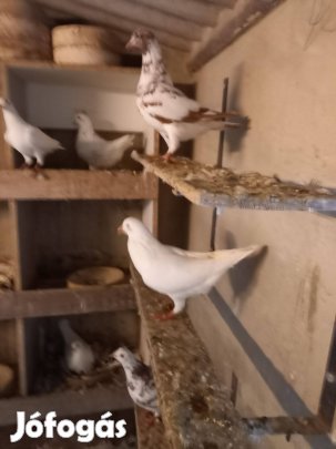 Hauben és texán galambok eladó