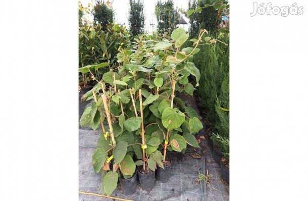 Hayward, Tomuri kivi (termő és porzós) gyümölcsfa