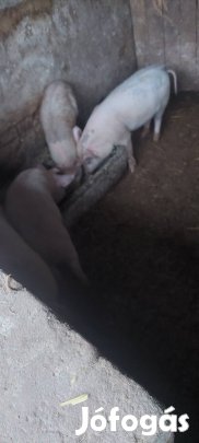 Házi Hízó eladó!