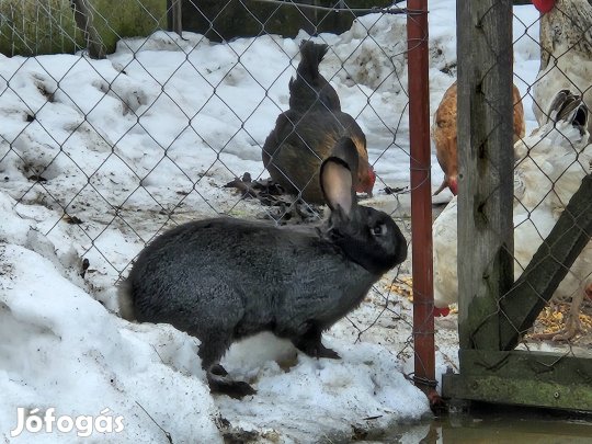 Házi Nyúl. Fogyasztásra és tovább tartásra is kívállóan alkalmas!