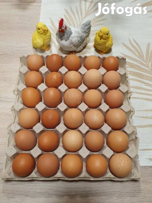 Házi Tojás Eladó 