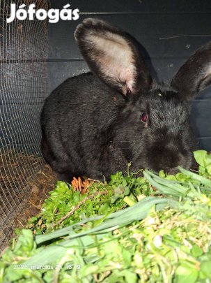 Házi bak és anyanyulak